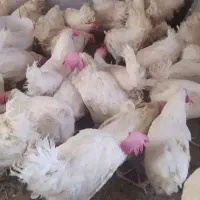 مرغ تخم گذار وزن 2 کیلو سبدکالا