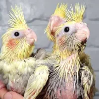 عروس هلندی