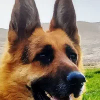 سگ ژرمن کلاسیک