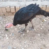 بوقلمون
