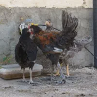 بچ خروس و مرغ باری میمند فیروزآباد