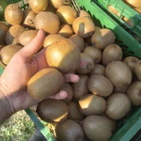 فروش کیوی سردخانه