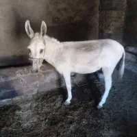 الاق باری