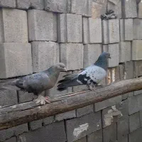 فروش فوری مناسب