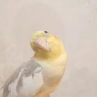 جفت عروس هلندی نر و ماده