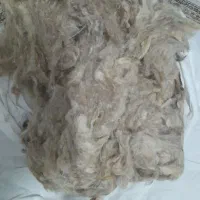 پشم گوسفندی شسته نشده