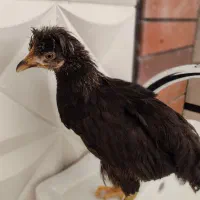 جوجه ۳ ماهه