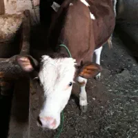 سیمینتال شرابی ماده اصل
