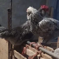 مرغ خروس گلین ، جوجه