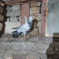 کفتر|پرنده|اراک, |دیوار