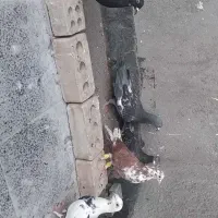 کفتر صید