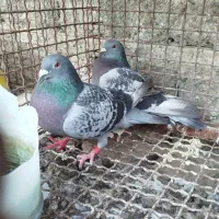 کبوتر پلاکی