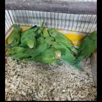 جوجه ملنگو و شاه طوطی