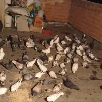 کفتر شهرستان همه پرش سنگین