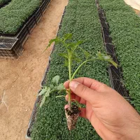 نشا فلفل ،بادمجان ، گوجه‌فرنگی