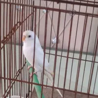 مرغ عشق سفید