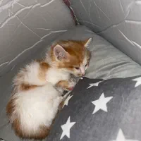 واگذاری بچه گربه
