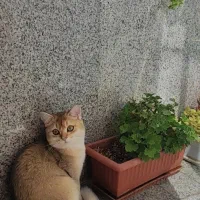 گربه بریتیش گلد جهت جفت گیری با ماده شما