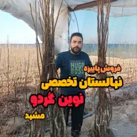 نهالستان تخصصی گردو پیوندی لیبل دار / پیوند گردو