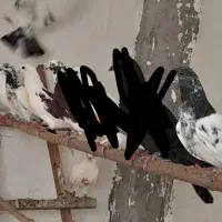 به علت جابجایی مکان