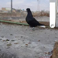 کبوتر دم سفید