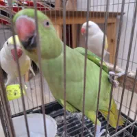 ملنگو ماده گم شده در خرمشهر