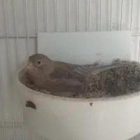 قناری رنگ خاص