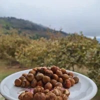 خواهان باغ نصفه ای فندق
