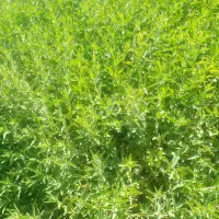 پونه ی برگ خشک شده معطر