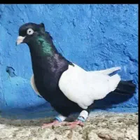 ماده سینه سیاه قواره دار چشم نوک سفید پرنده