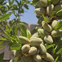 فروش-زمین-باغ-شهری