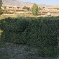 یونجه تازه چن سوم(یک متری)