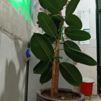 گل طبیعی|گل و گیاه طبیعی|بن, |دیوار
