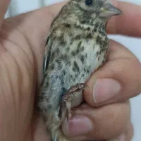 دوتا جوجه سهره سیاهی کاله کال منطقه نشوندار