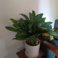 اگلونمای فرانسوی