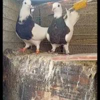 یک جفت طوقی  معاوضه میکنم با نر کفتر