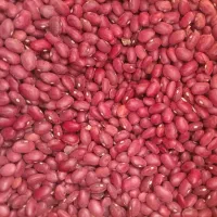 لوبیا قرمز