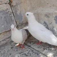 کبوتر