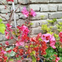 خدمات باغبانی