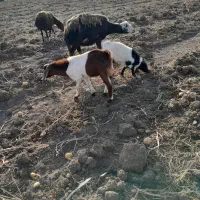۲عدد بزقاله نر