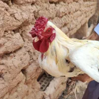 خروس گلین اصیل