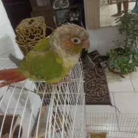 طوطی گرینچی