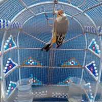 سهره قناری