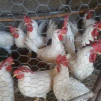 خروس کاردی وداشت