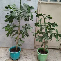 گل طبیعی