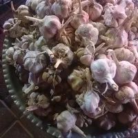 سیر  خیلی عالی