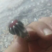 انگشتر نقره