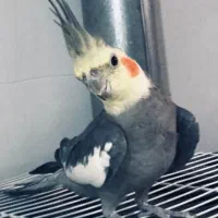 عروس هلندی نر سخنگو