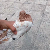 مرغ و خروس و کفتر