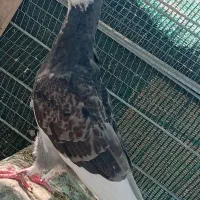 جفت جوجه هوایی